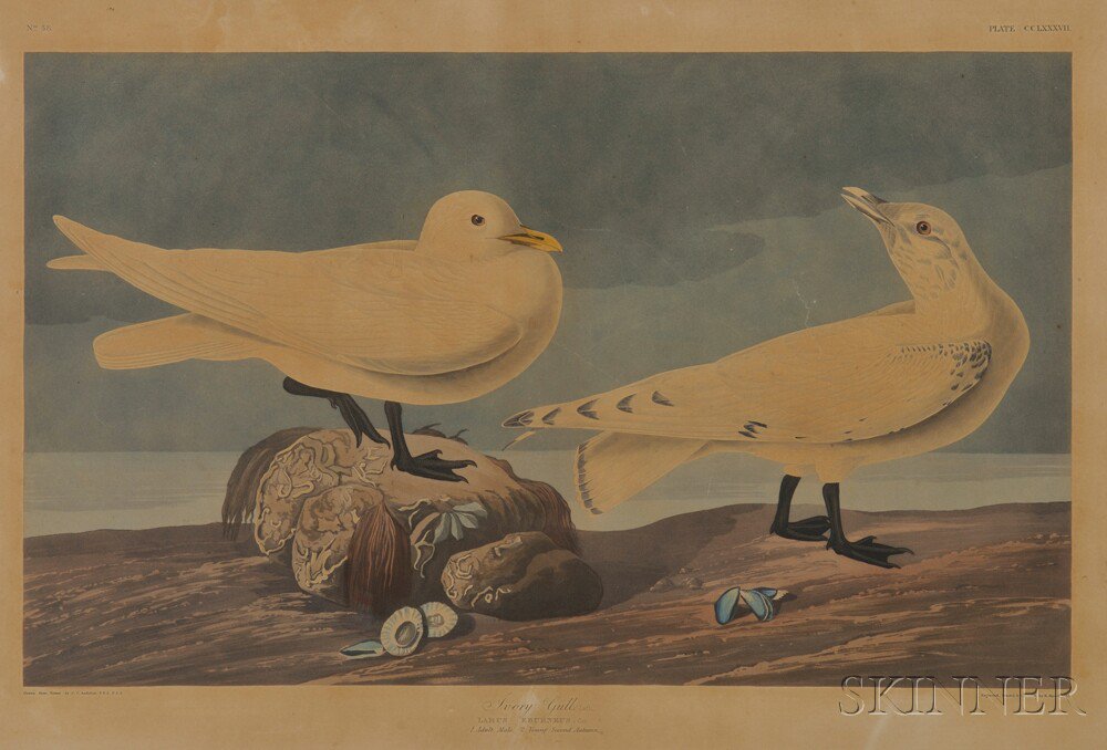 Appraisal: Audubon John James - Ivory Gull Plate from Birds of