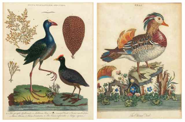 Appraisal: AFTER GEORGE EDWARDS - Three ornithological studies of a Red