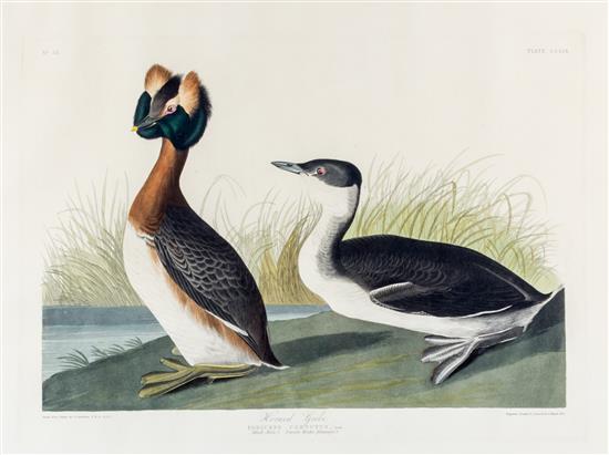 Appraisal: Sale Lot AUDUBON JOHN JAMES after HAVELL ROBERT Horned Grebe