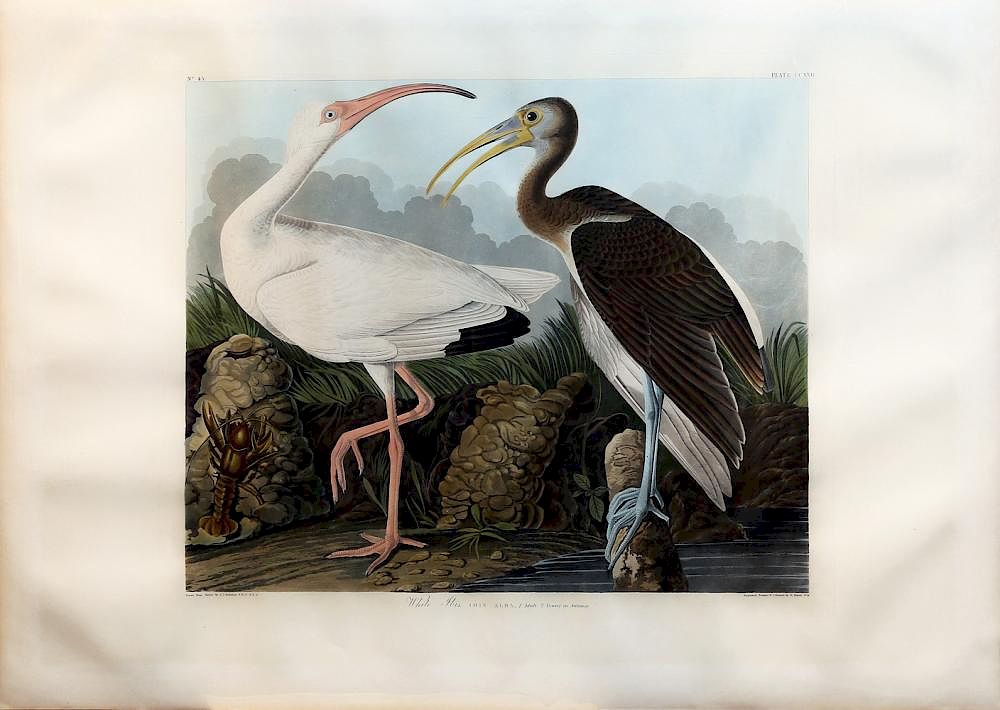 Appraisal: Audubon Aquatint Engraving White Ibis White Ibis Plate John James