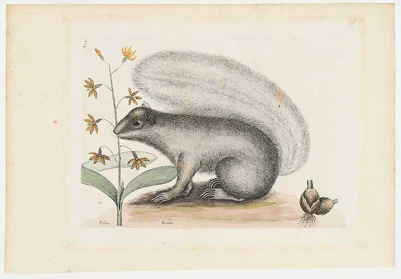 Appraisal: Mark Catesby British - The Gray Fox Squirrel T from