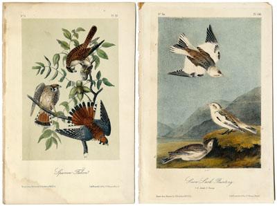 Appraisal: octavo Audubon prints from The Birds of America octavo edition