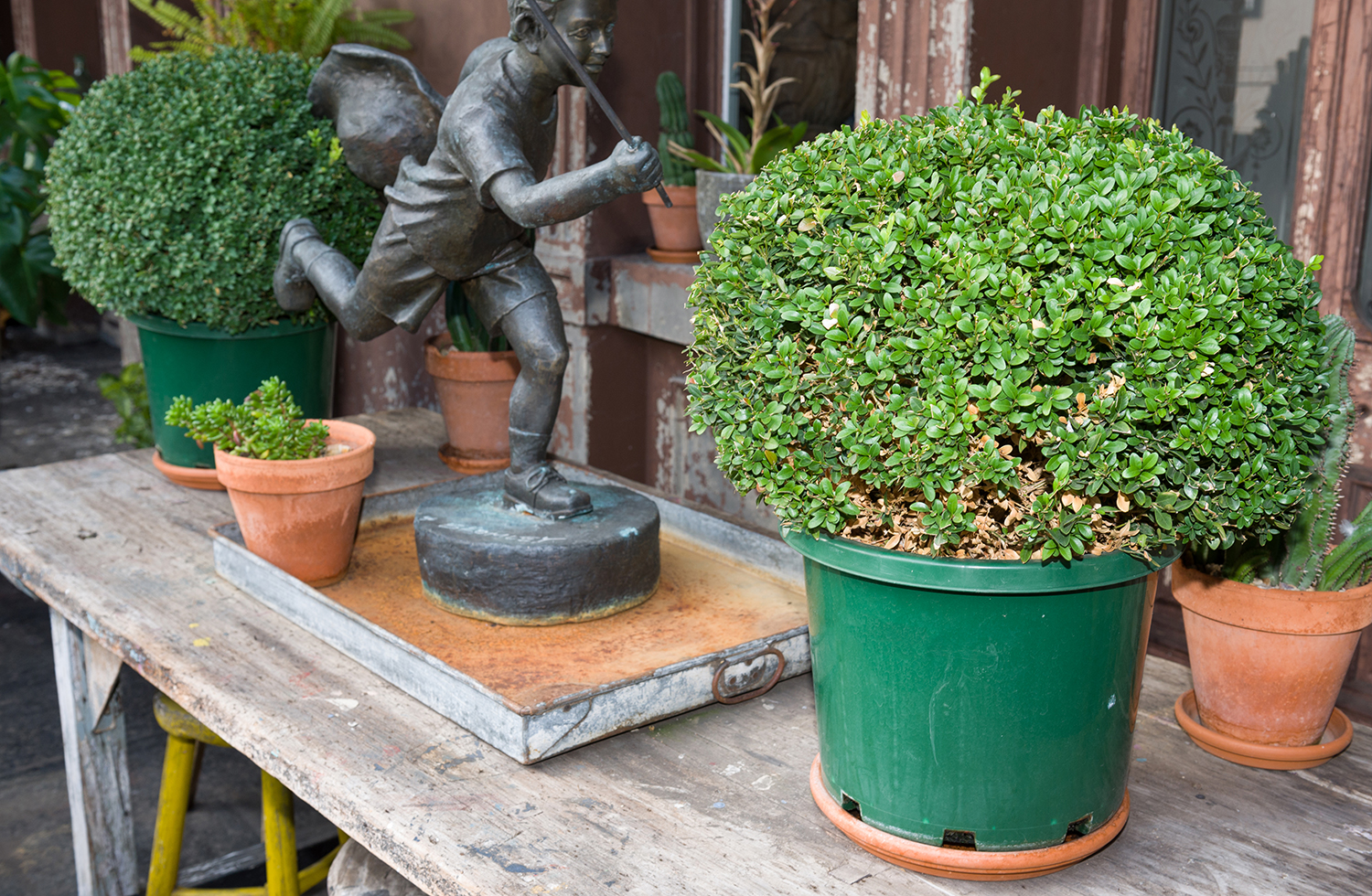 Appraisal: TWO POTTED TOPIARY BUSHES h including pot x diameter of