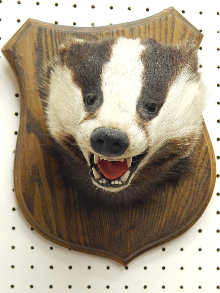 Appraisal: A taxidermied badgers head on an oak shield cm high