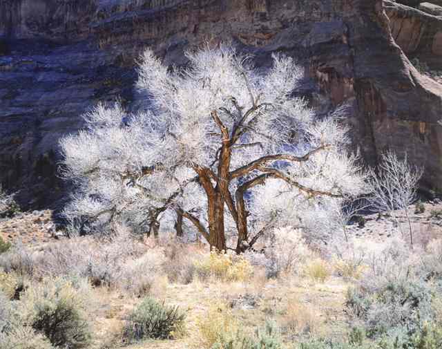 Appraisal: CHRISTOPHER BURKETT HAND-PRINTED COLOR PHOTOGRAPH Oregon born titled ''Cottonwood and