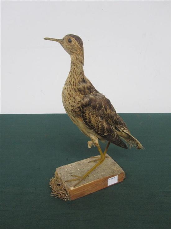 Appraisal: TH C WATER BIRD SPECIMEN Brown speckled H