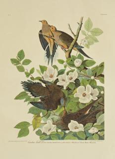 Appraisal: John James Audubon - Carolina Turtle Dove No Plate Amsterdam