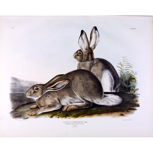 Appraisal: John James Audubon American - Townsend's Rocky Mountain Hare x