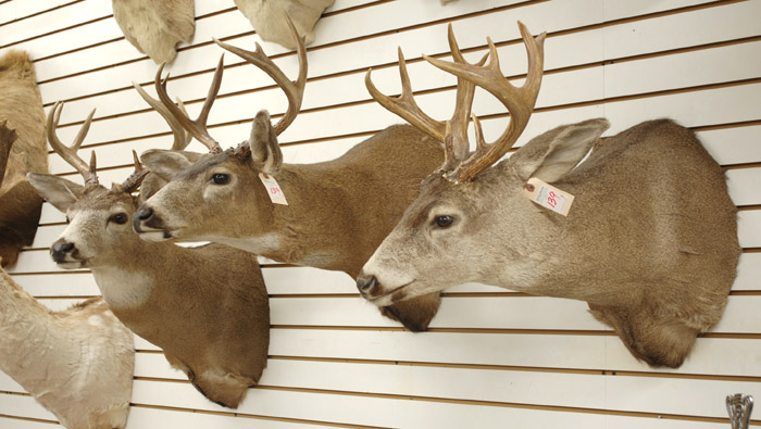 Appraisal: THREE DEER TROPHY HEAD MOUNTS western Oregon blacktail bucks with