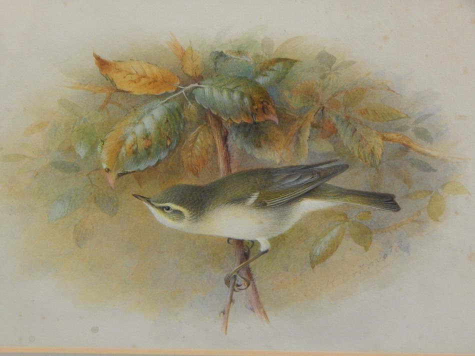 Appraisal: Henrik Gronvold - Willow Warbler watercolour signed cm x cm