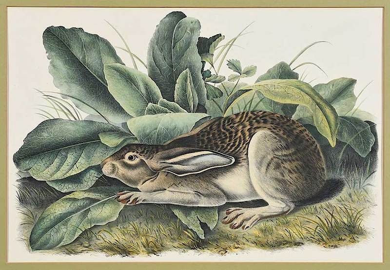 Appraisal: John James Audubon American - top Black-tailed Hare Plate LXIII