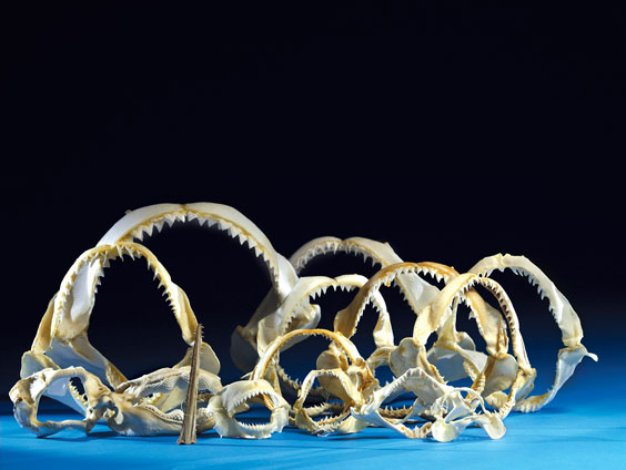 Appraisal: A COLLECTION OF SHARK JAWS Various species Worldwide Locations Each