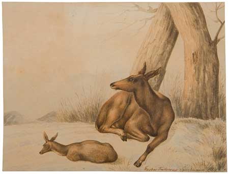 Appraisal: GUSTAV VON SPIELMANN German mid- th-century Study of a Deer