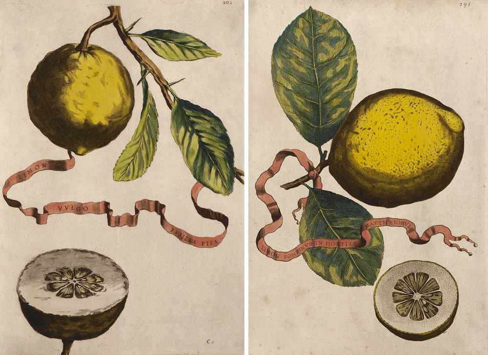 Appraisal: FERRARI Giovanni Battista Italian - citrus fruit botanical prints circa