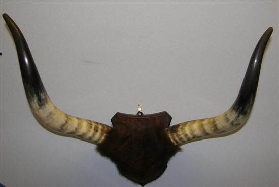 Appraisal: Pair of mounted buffalo horns point to point