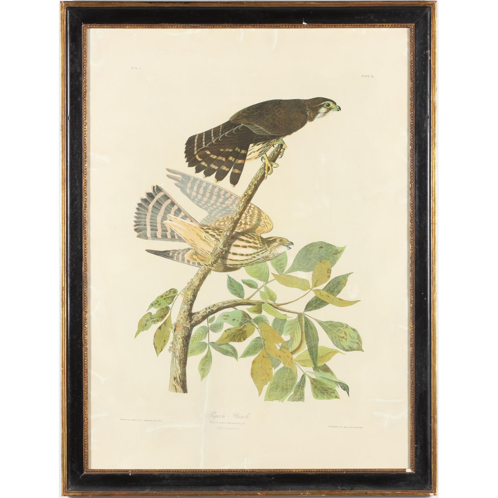 Appraisal: after John James Audubon Pigeon Hawk chromolithograph plate from Birds