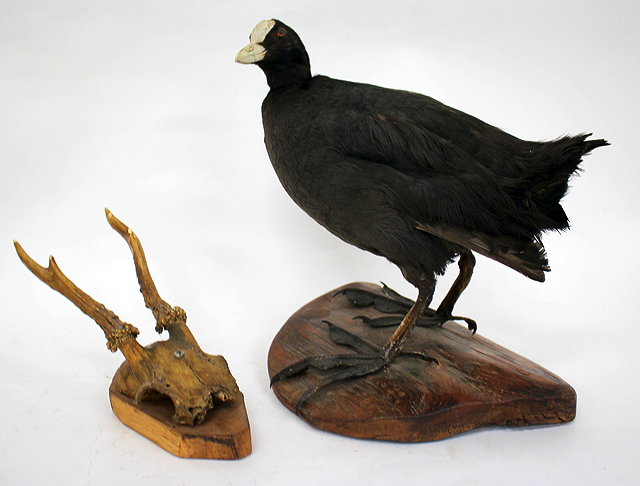 Appraisal: AN EARLY TH CENTURY TAXIDERMY COOT cm wide together with