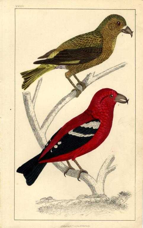 Appraisal: ORNITHOLOGY MISCELLANEOUS AND CENTURY ENGRAVED AND OTHER PLATES OF BIRDS