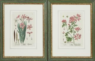 Appraisal: Johann Theodor Debry - Oleander and Alcea th c pair