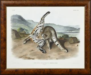 Appraisal: John James Audubon - Texan Lynx Plate from his quadruped