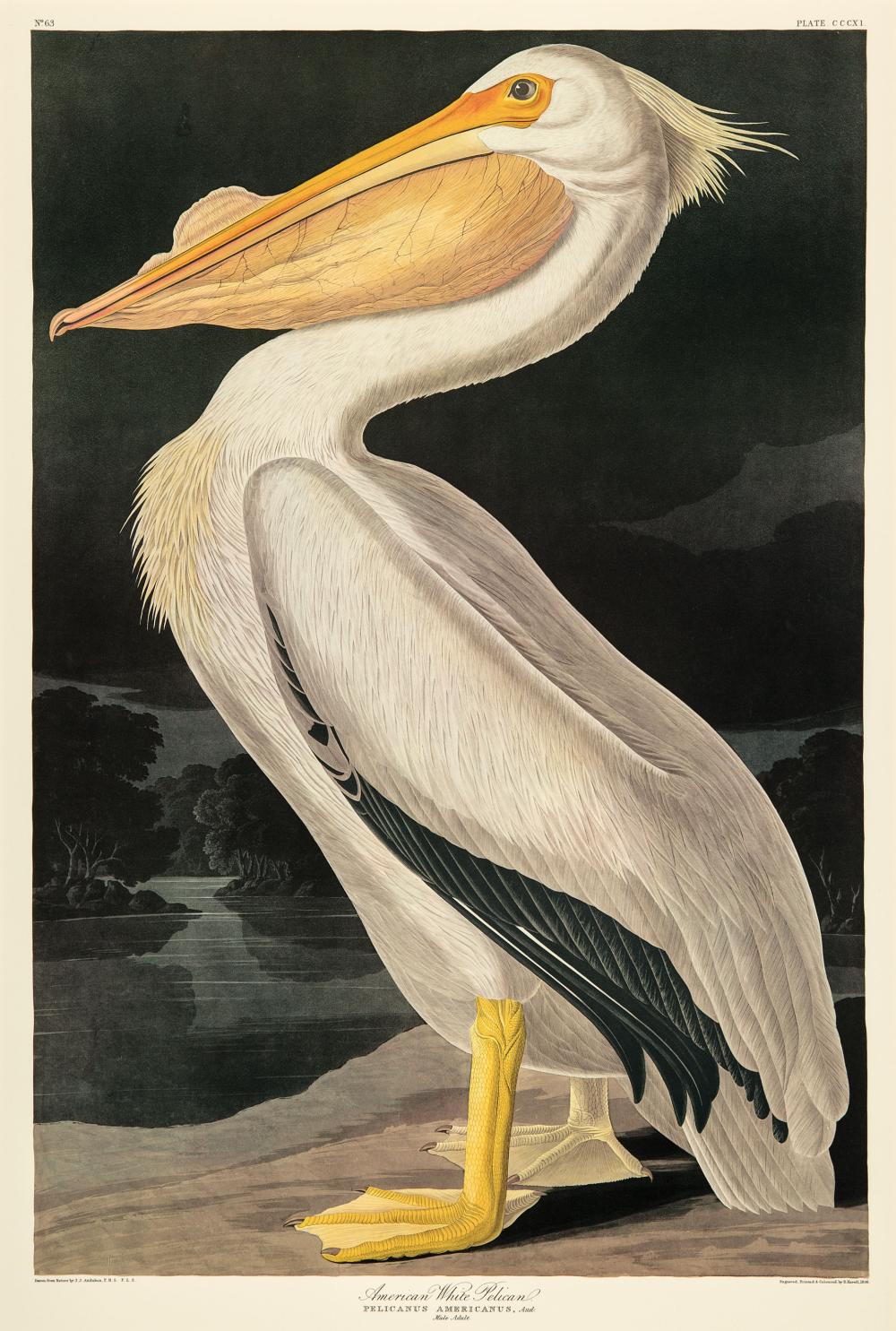 Appraisal: John James Audubon American - American White Pelican color reproduction