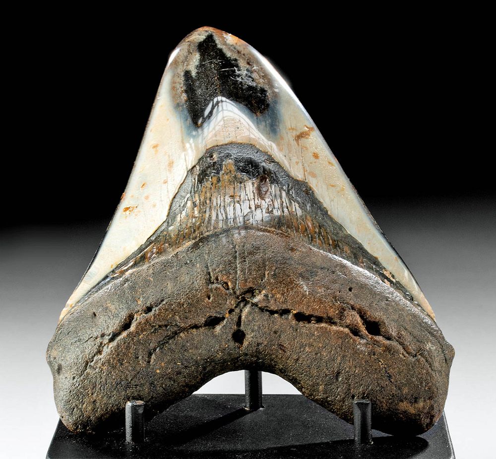 Appraisal: Large Fossilized Megalodon Tooth Ancient Seas ca million years ago