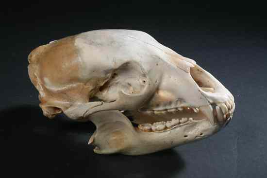 Appraisal: ALASKA BLACK BEAR SKULL - in high x in long