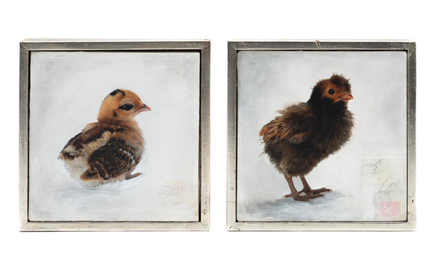 Appraisal: ANDE COOK PC BABY BIRDS M M OIL ON CANVAS