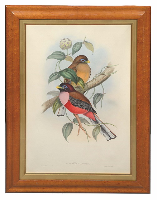 Appraisal: J GOULD AND H C RICHTER'Harpactes Ardens' lithograph hand-coloured x