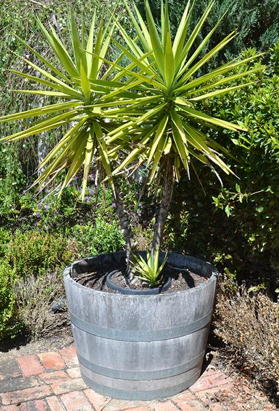 Appraisal: TWO LARGE WINE BARRELS WITH PALMS