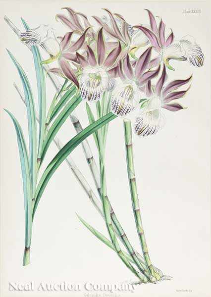 Appraisal: A Collection of Six Antique English Prints of Orchids color