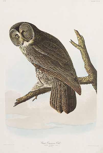 Appraisal: After John James Audubon American - Great Cinereous Owl Hawk