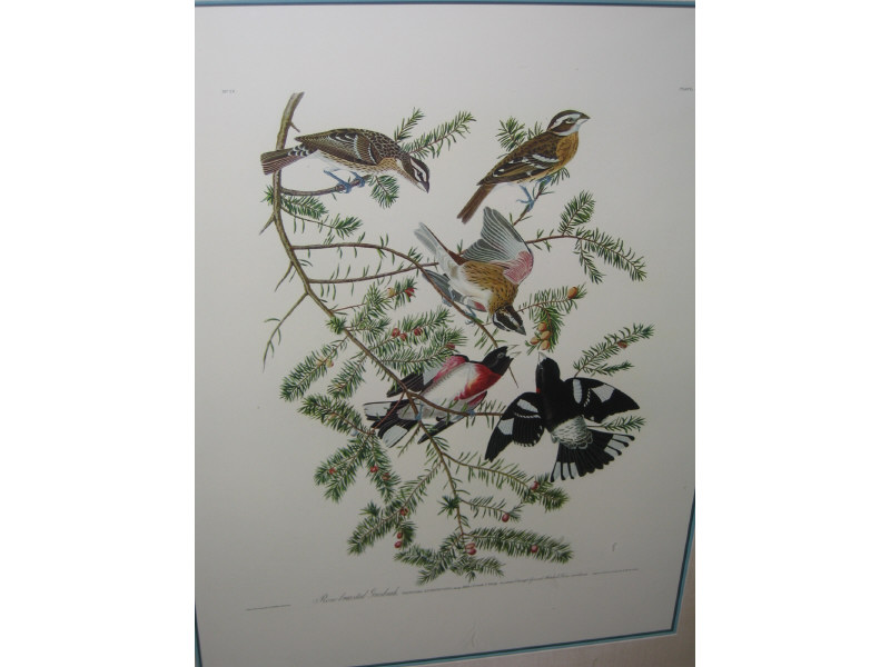 Appraisal: AFTER JOHN JAMES AUDUBON American - Plate CXXVII ROSE-BREASTED GROSBEAK