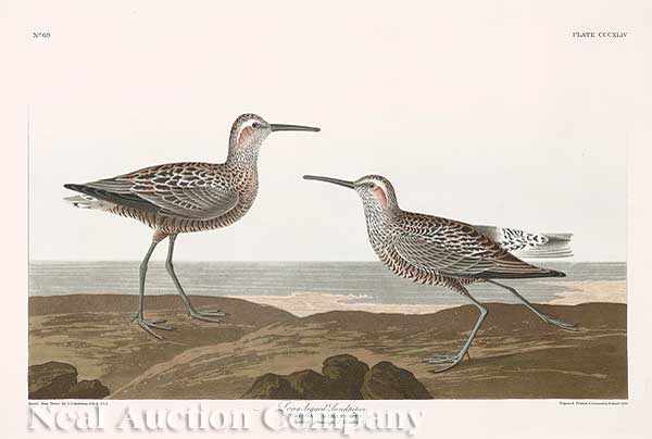 Appraisal: John James Audubon American - Long-legged Sandpiper Plate CCCXLIV from