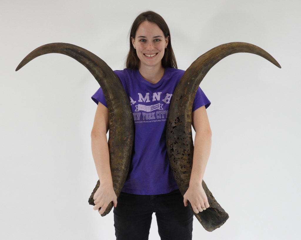 Appraisal: PR LARGE AMERICAN WATER BUFFALO TAXIDERMY HORNS United States th