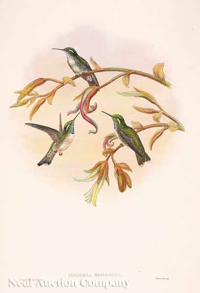 Appraisal: John Gould English - Oreopyra Calolaema Eriocnemis Sapphiropygia Coeligena Hemileuca