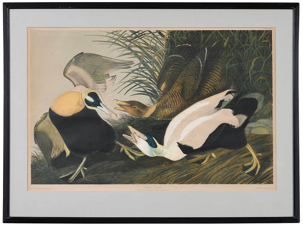 Appraisal: After John James Audubon New York - Eider Duck Plate