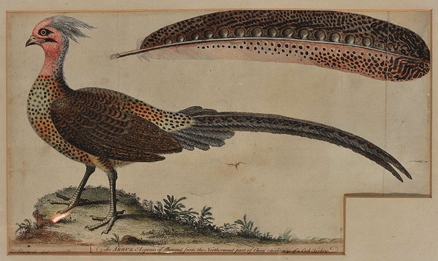 Appraisal: GEORGE EDWARDS - 'The Argus a species of pheasant from