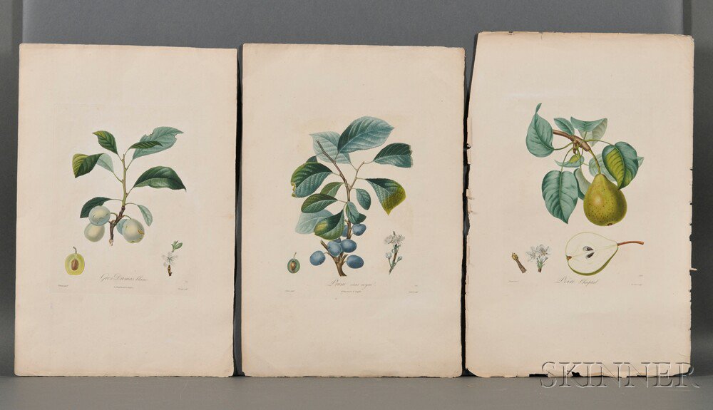 Appraisal: Poiteau Pierre Antoine - Eight Plates of Tree Fruits from