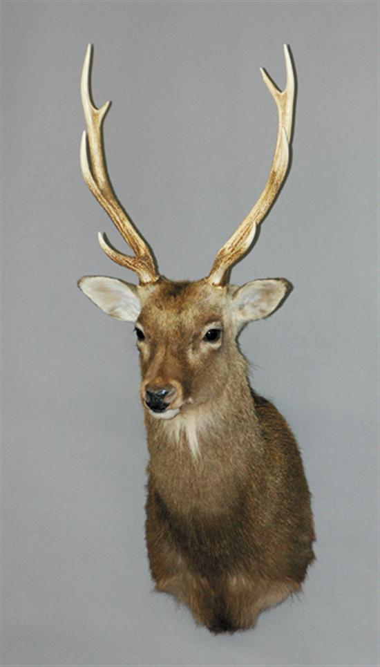 Appraisal: Taxidermy specimen English red tail deer eight point antlers on