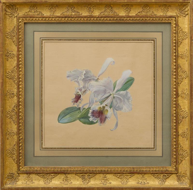 Appraisal: FRANZ XAVER GRUBER - CATTLEYA LABIATA BRASIL Watercolor and gouache