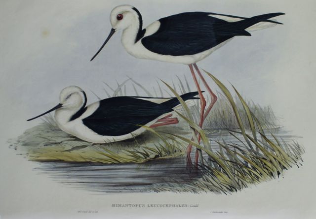 Appraisal: White-headed Stilt Himantopus Leucocephalus Lithograph by Elizabeth Gould Light Foxing