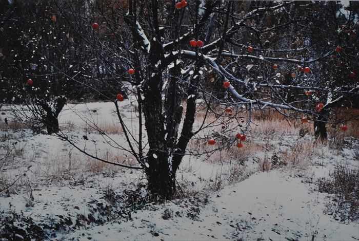 Appraisal: PAUL CAPONIGRO b APPLE ORCHARD TESUQUE N M Chromogenic print