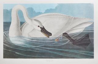 Appraisal: John James Audubon - Trumpeter Swan No Plate Amsterdam edition