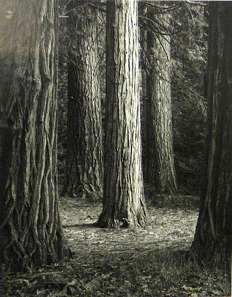 Appraisal: John Telford Five Redwoods Yosemite National Park Gelatin silver print