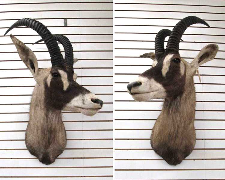 Appraisal: TWO AFRICAN ROAN ANTELOPE TAXIDERMY MOUNTS the largest species of