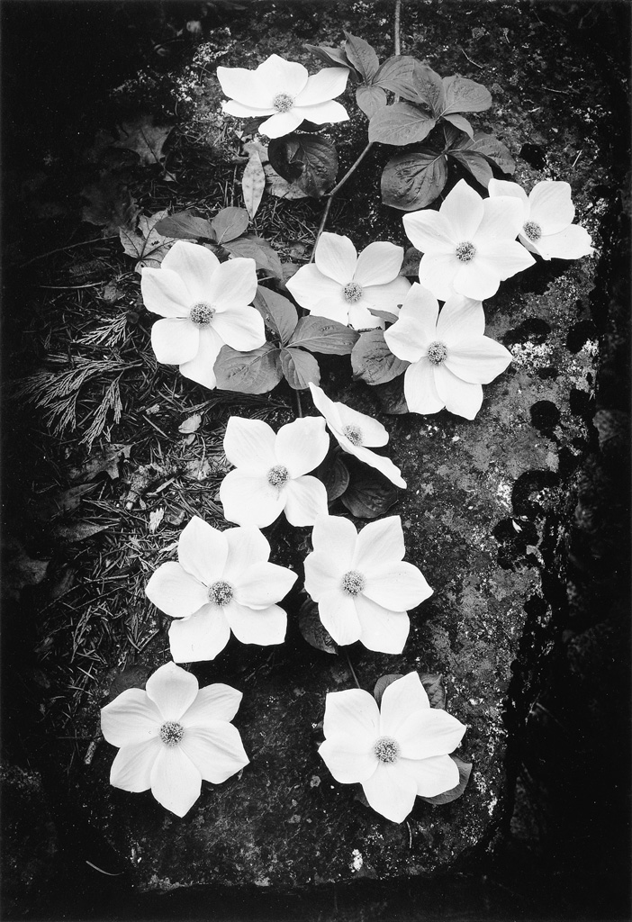 Appraisal: ANSEL ADAMS - Dogwood Blossoms Silver print the image measuring