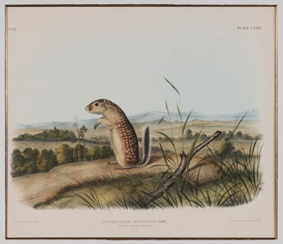 Appraisal: After John James Audubon New York - Mexican Marmot Squirrel