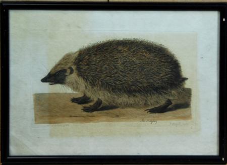 Appraisal: AFTER PETER PAILLOU BRITISH - THE HEDGEHOG THE POLECAT THE