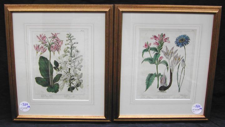 Appraisal: Sydenham Edwards British - T Summer Botanicals pair of hand-colored